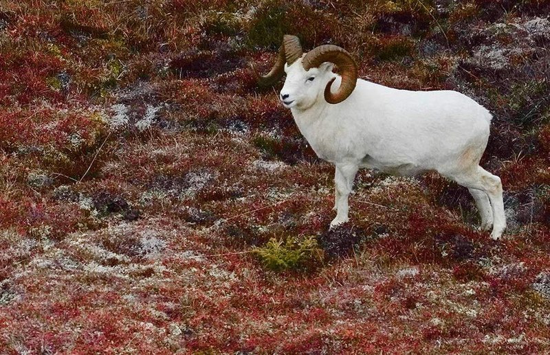 Alaskan Dall Sheep Hunting Success and Gear List